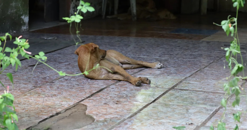 En la casa del sospechoso hay otros animales vivos. Foto: Reiner Montero para La Nación