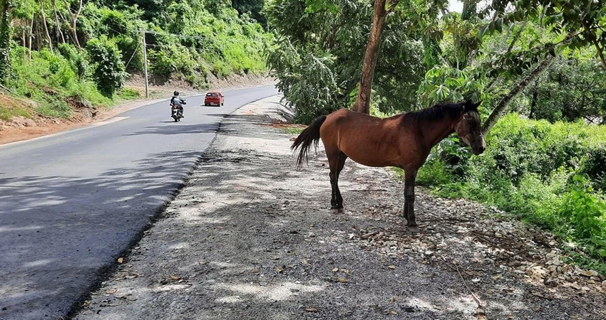 La Alcaldía de Quilalí indicó que los dueños podrían ser multados y los animales trasladados a un lugar seguro. Foto: Cortesía/Radio ABC Stereo
