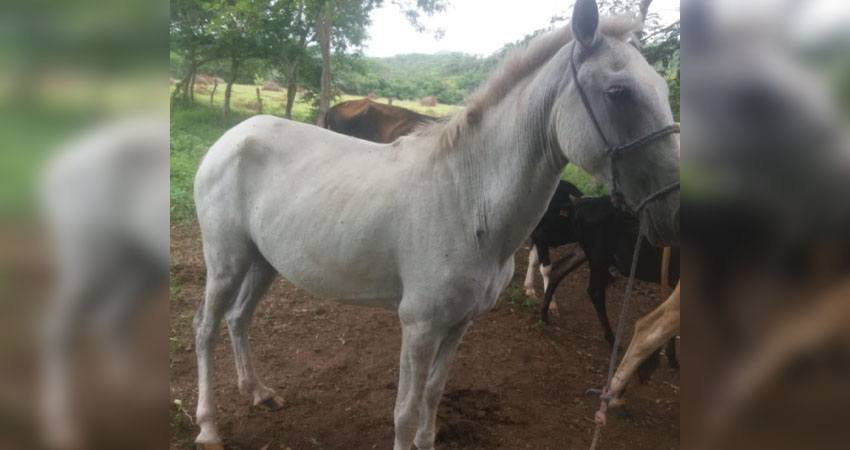 El animal robado es una yegua blanca de cascos amarillos. Foto: Cortesía/Radio ABC Stereo