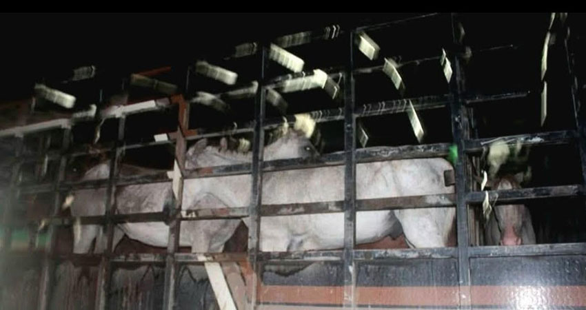 Los animales están resguardados en una finca hondureña. Foto: Cortesía/Radio ABC Stereo