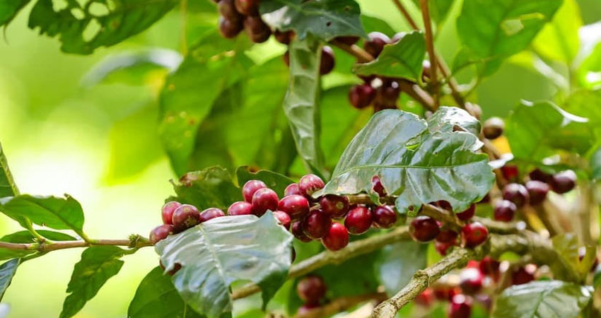 El norte de Nicaragua es conocido por la producción de café. Foto: Archivo/Radio ABC Stereo