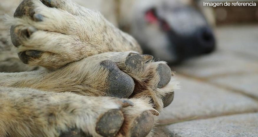 El perro resultó con lesiones. Foto: Referencia/Radio ABC Stereo