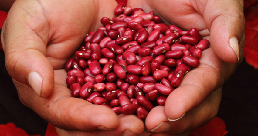 Los productores esperan conseguir una cosecha de postrera abundante y de buena calidad, gracias a las lluvias registradas durante todo octubre.