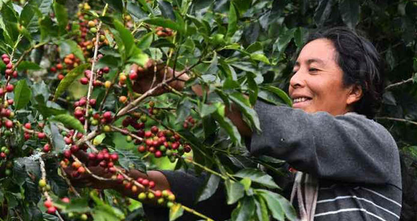 Ganancias de la producción de café en riesgo. Foto: Imagen de referencia