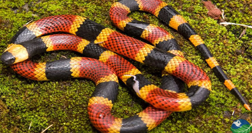Las mordeduras de serpientes venenosas representan un emergencia médica y deben ser atendidas en las unidades de salud.