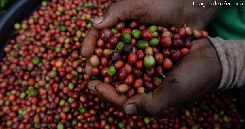 Productores de café esperan una buena cosecha. Imagen de refencia