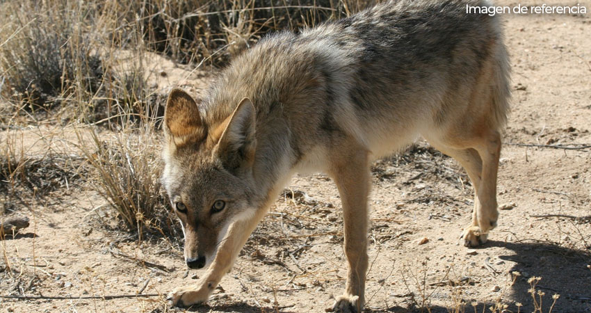 Coyotes atentan contra animales de patio en el municipio de San Lucas. Foto: Imagen de referencia